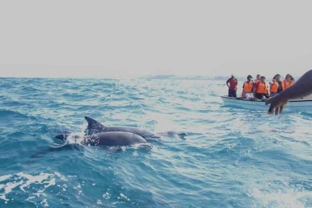 Dolphin Trip In Goa